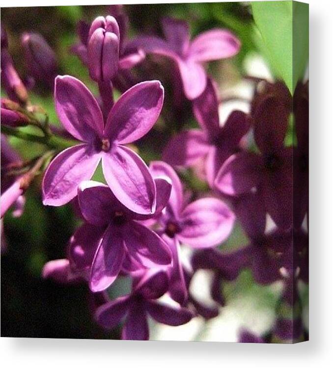 Lilacs Canvas Print featuring the photograph Lady Lilacs by Annie Walczyk