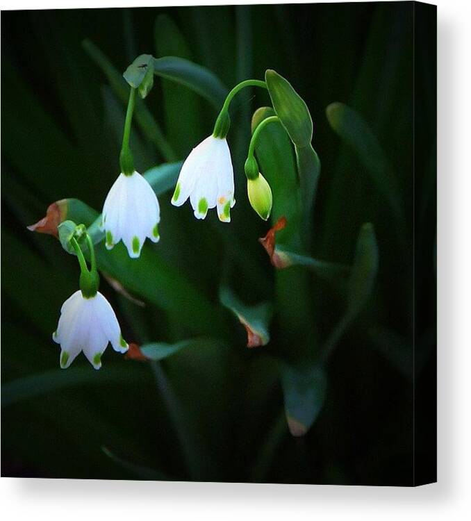 Macro Ladybell White Green Flower Floral Nature Canvas Print featuring the photograph Ladybells by Carey Peacock