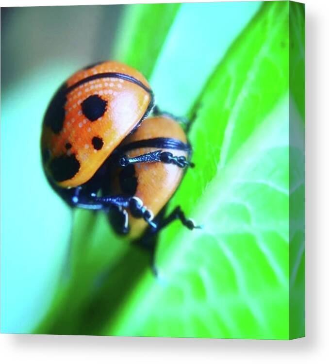 Ladybug Canvas Print featuring the photograph Ladybugs, Behaving In A Most by Hermes Fine Art