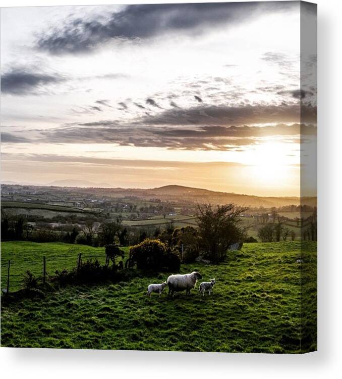 Sheep Canvas Print featuring the photograph Lambs by Aleck Cartwright