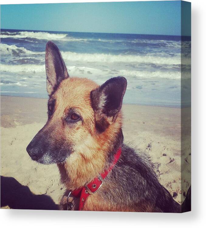 Lapaloma Canvas Print featuring the photograph #lara #dog #beach #lapaloma #sand by Fernando Portal