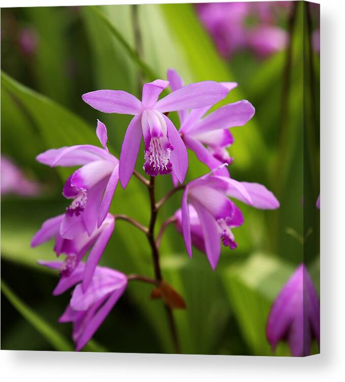 Orchid Canvas Print featuring the photograph Lavender Orchid by Judy Vincent