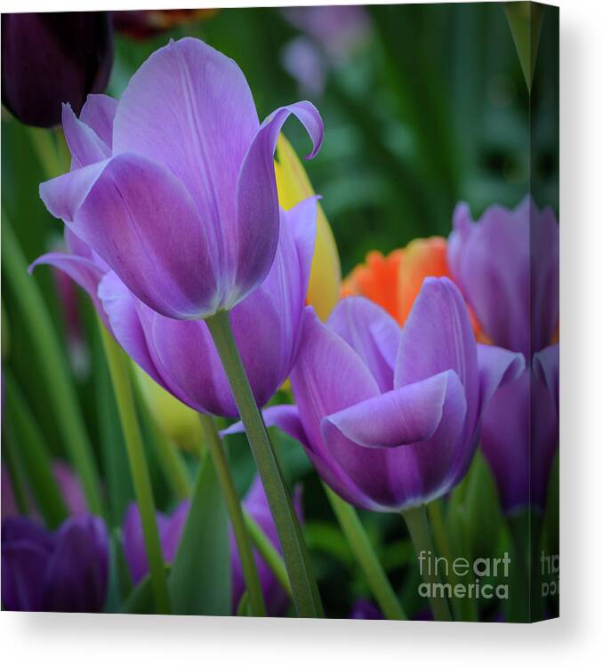 Tulips Canvas Print featuring the photograph Lavender Tulips by Tamara Becker