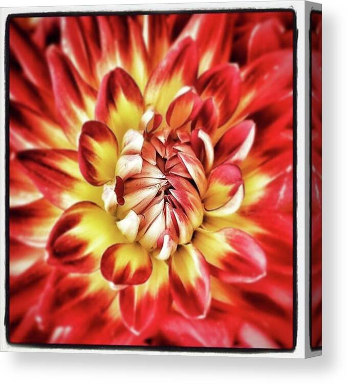 Flowerart Canvas Print featuring the photograph Les Etoiles Du Diable. Stars Of The by Mr Photojimsf