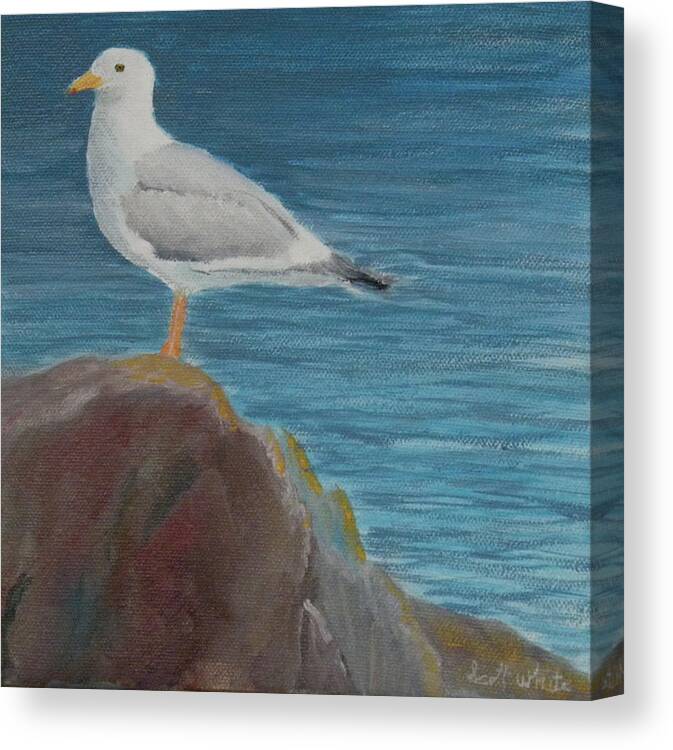 Bird Beach Rocks Seagull Ocean Bay Water Seaweed Artist Scott White Canvas Print featuring the painting Life On The Rocks by Scott W White