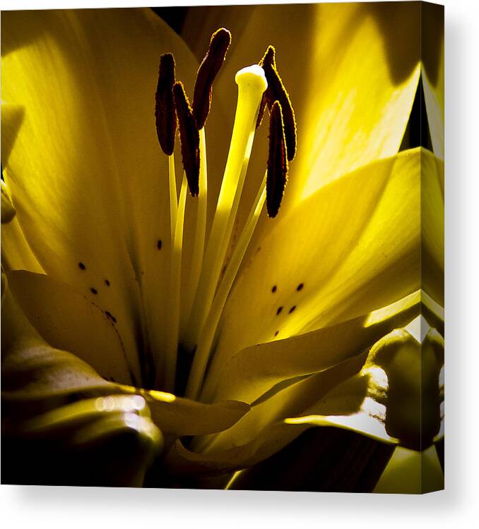 Tiger Lily Canvas Print featuring the photograph Lighted Lily by David Patterson