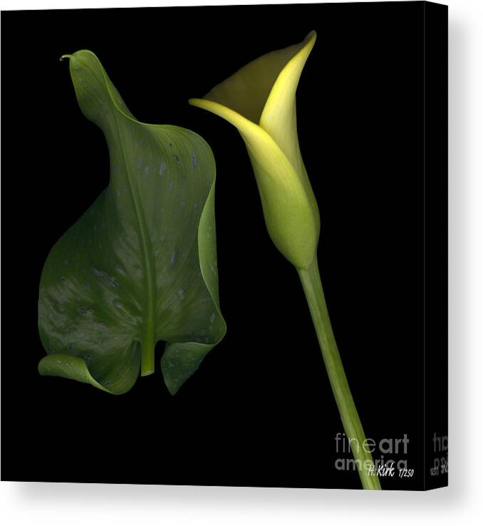 Yellow Canvas Print featuring the photograph Lily and Leaf Number Two by Heather Kirk