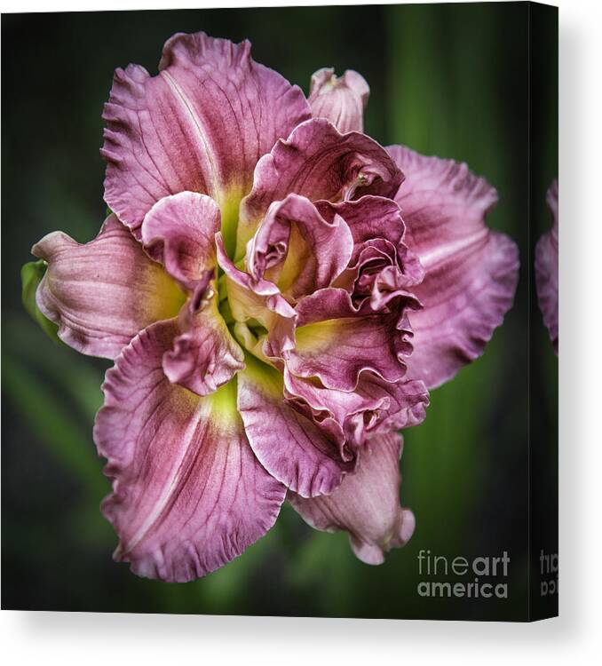 Flowers Canvas Print featuring the photograph Lily Magenta by Timothy Hacker
