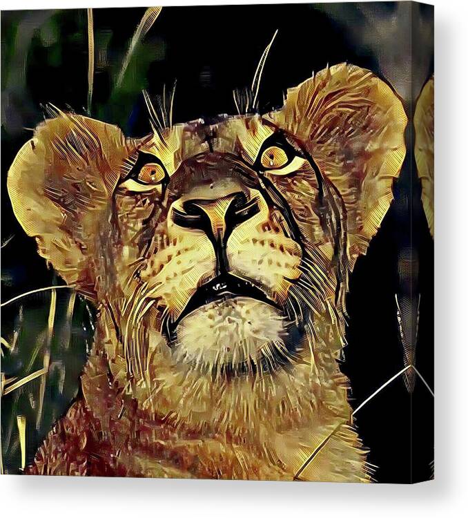 Lion Canvas Print featuring the photograph Lion looking up by Gini Moore