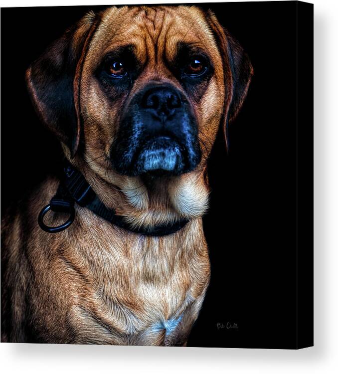 Dog Canvas Print featuring the photograph Little Dog Big Heart by Bob Orsillo