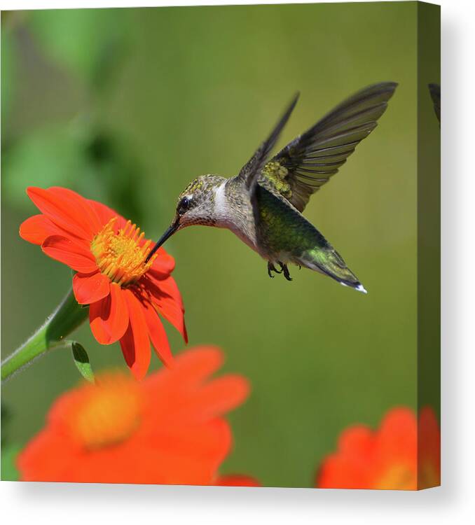 Hummingbird Canvas Print featuring the photograph Little One by Forest Floor Photography