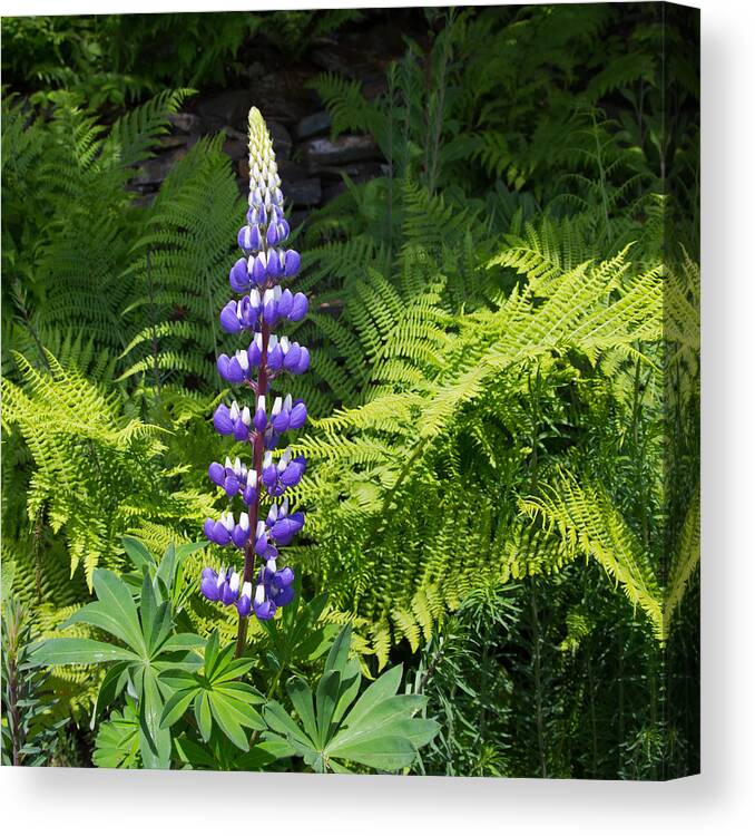 Ketchikan Canvas Print featuring the photograph Lone Blue Lupine by Allan Levin