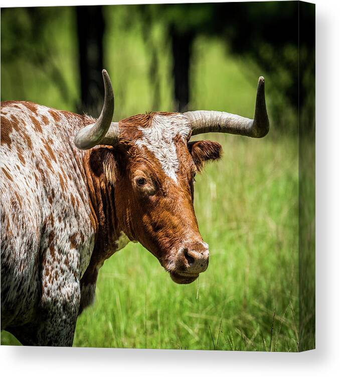 Long Horn Steer Canvas Print featuring the photograph Long Horned Steer by Paul Freidlund