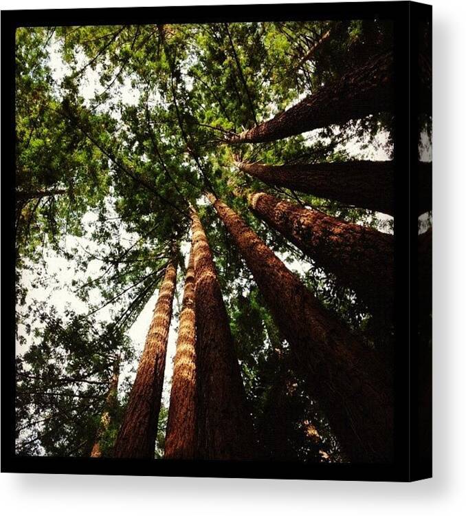 Beautiful Canvas Print featuring the photograph Looking Up by Amy Beam