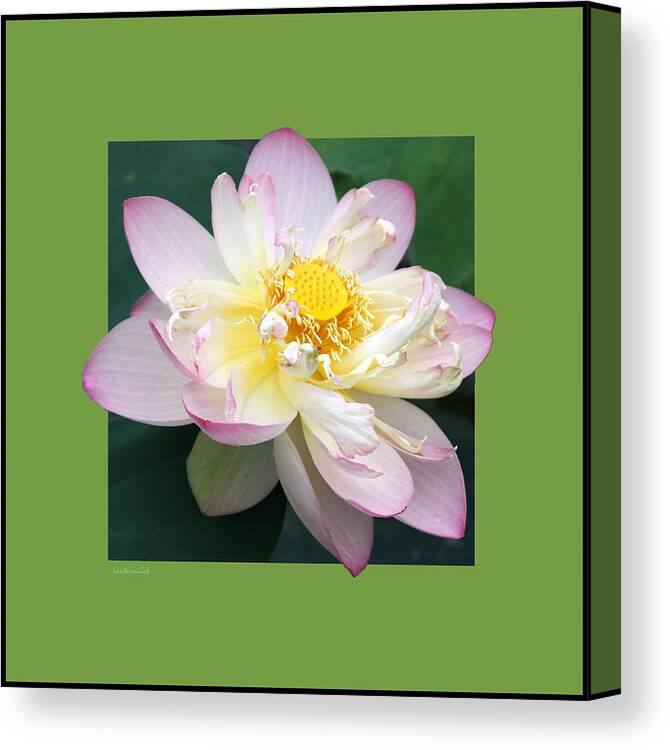 Lotus Canvas Print featuring the photograph Lotus On Green by John Lautermilch