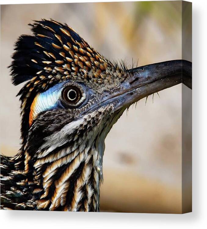 Naturephotography Canvas Print featuring the photograph Love The Colorful Patch Behind The Eye by Chris Lopez