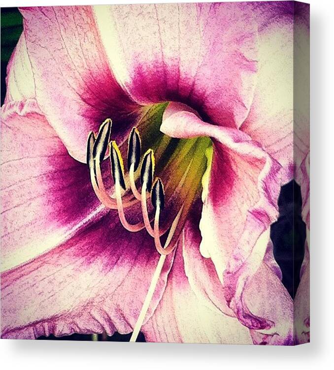 Floral Canvas Print featuring the photograph Love These Day Lilies :) #flower by Joan McCool