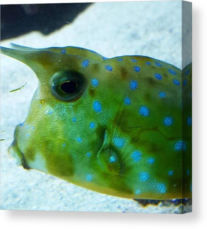 Traveltuesday Canvas Print featuring the photograph Love This Crazy Fish, They Get All by Dante Harker