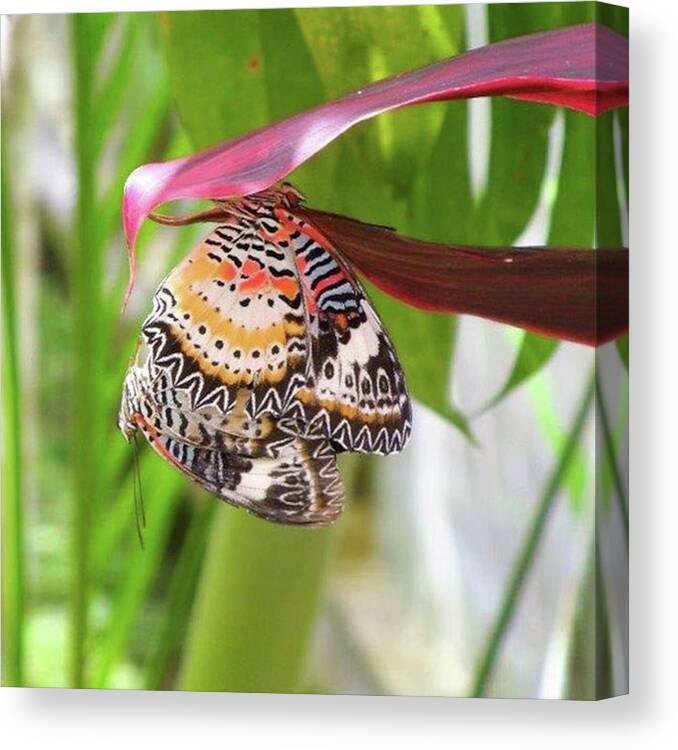 Lepidoptera Canvas Print featuring the photograph Loving The Monarch! The Monarch by In My Click Photography