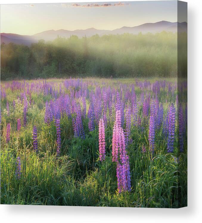 Square Canvas Print featuring the photograph Lupine Morning Fog Square by Bill Wakeley