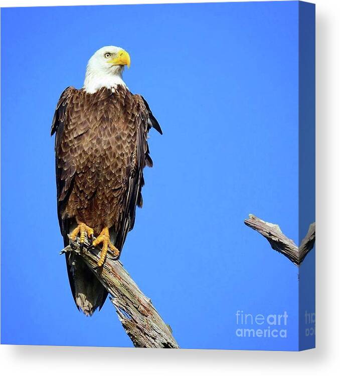 Bald Eagle Canvas Print featuring the photograph M15 proud by Liz Grindstaff