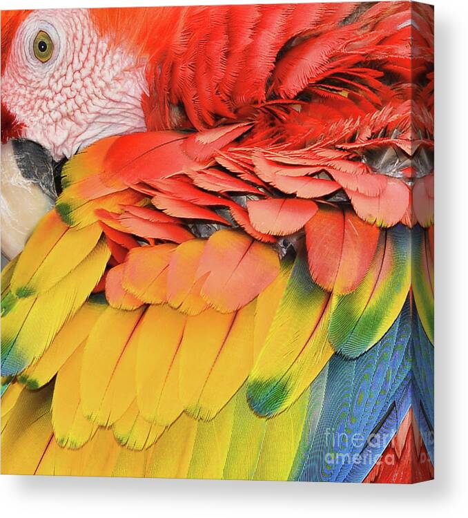 Macaw Parrot Canvas Print featuring the photograph Macaw Parrot by Olga Hamilton
