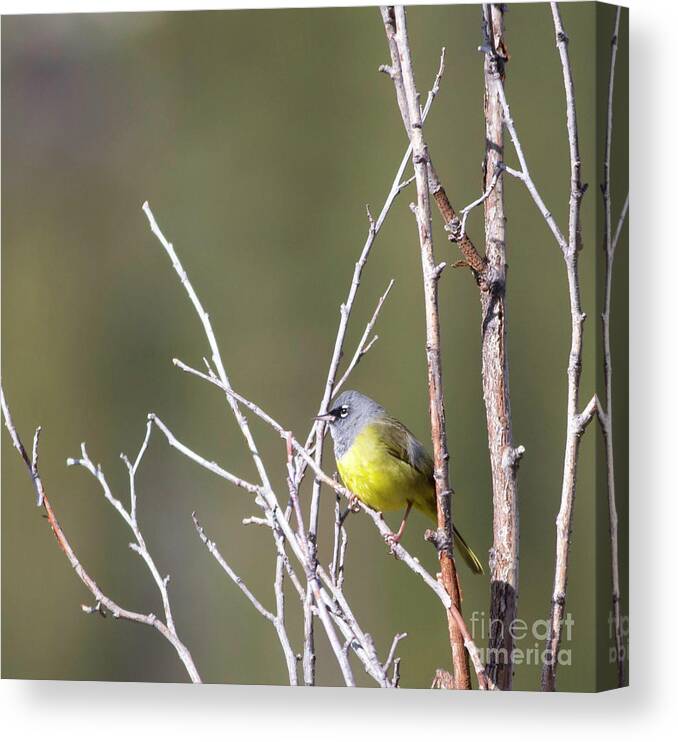 Macgillivray's Warbler Canvas Print featuring the photograph MacGillivray's Warbler by Natural Focal Point Photography
