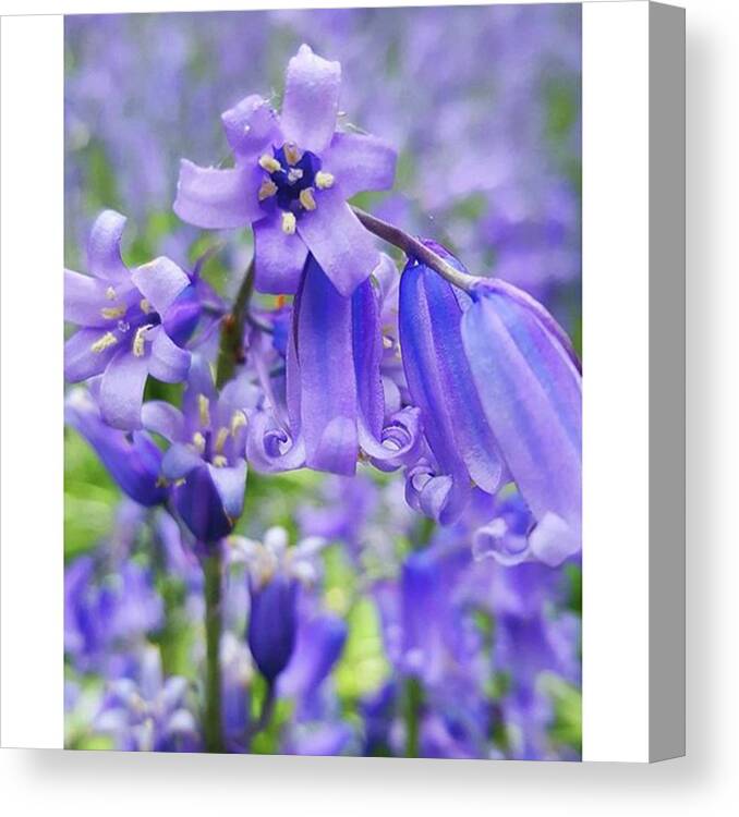 Flower Canvas Print featuring the photograph #macro #flower #flowers #bluebell by Natalie Anne