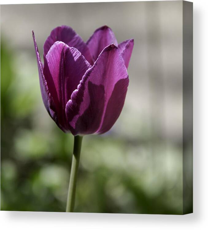 Flowers Canvas Print featuring the photograph Magenta Tulip Squared by Teresa Mucha