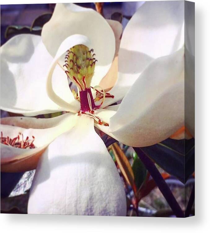 Iphone6 Canvas Print featuring the photograph #magnolia #bloomingtrees #naturesbeauty by Joan McCool