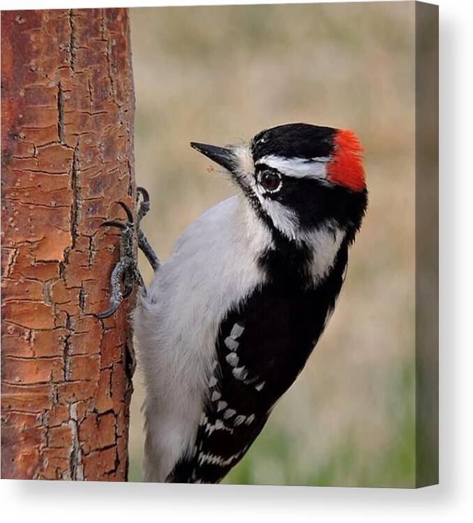 Wildlife Canvas Print featuring the photograph Male Downy Woodpecker In Aurora by Connor Beekman