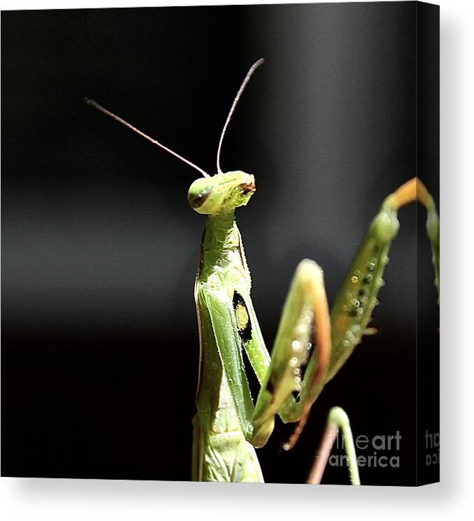 Praying Mantes Canvas Print featuring the photograph Mantises by Elisabeth Derichs