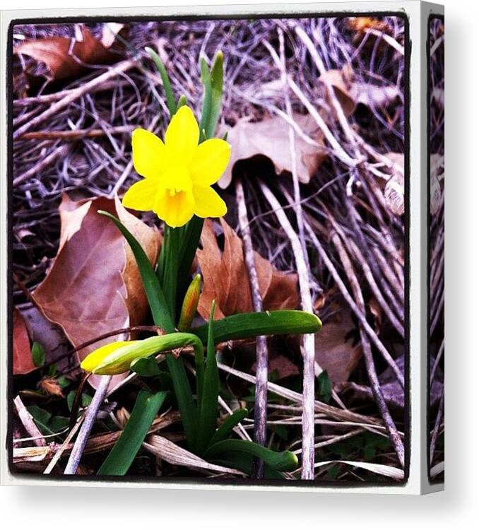 Daffodil Canvas Print featuring the photograph Daffodil by Emily B