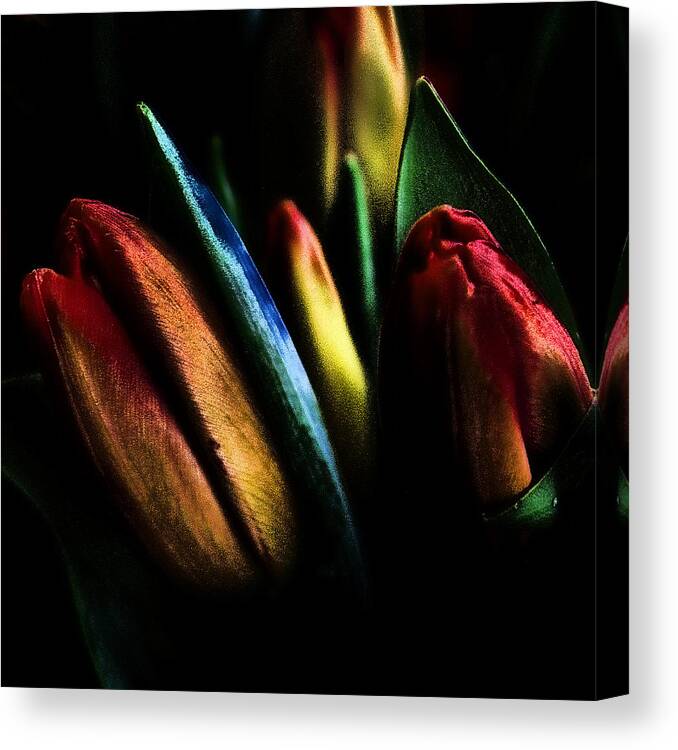 Tulips Canvas Print featuring the photograph Market Tulips by David Patterson