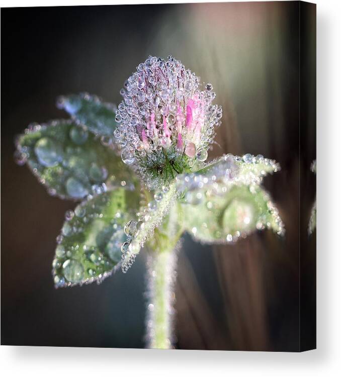 Flower Canvas Print featuring the photograph Dew on Clover by Alisa Smith Williams