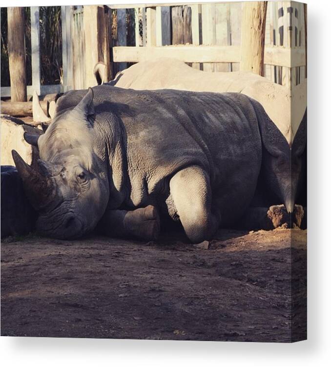 Rhino Canvas Print featuring the photograph Lazy Rhino by Cat Penaluna