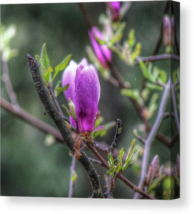 Perseverance Canvas Print featuring the photograph Melancholy Day.
#magnolia by Sikena Khadija