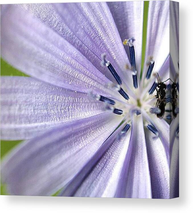 Instagram Canvas Print featuring the photograph Micro World
#nature #naturelovers by Alessio Cravero