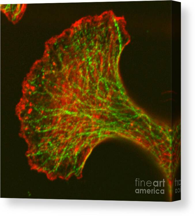 Science Canvas Print featuring the photograph Microfilaments And Microtubules, Fm by Science Source