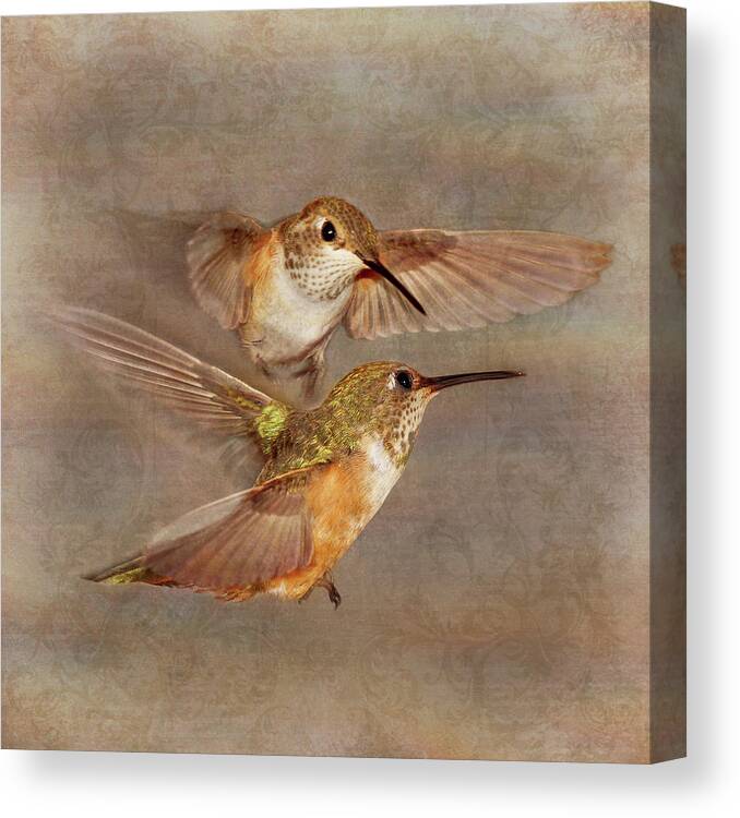 Hummingbirds Canvas Print featuring the photograph Mid-Flight I by Leda Robertson
