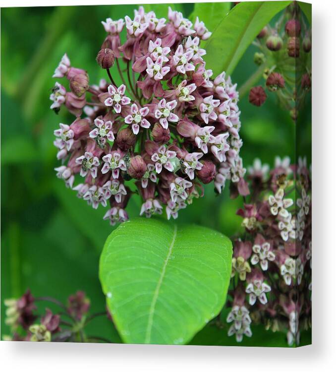 Photograph Canvas Print featuring the photograph Milkweed in Bloom on the Blue Ridge by M E