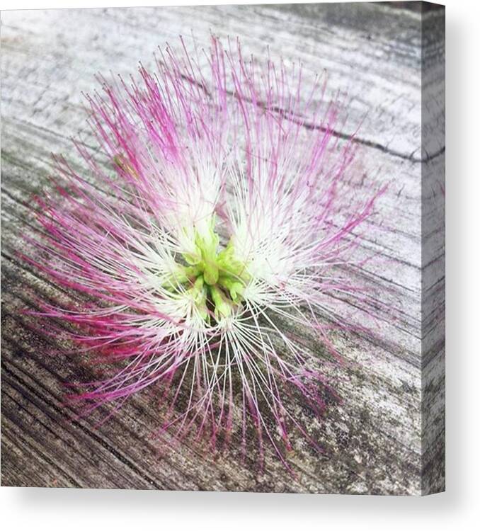 N8ture Canvas Print featuring the photograph #mimosatree #mimosa #macro by Kazan Durante