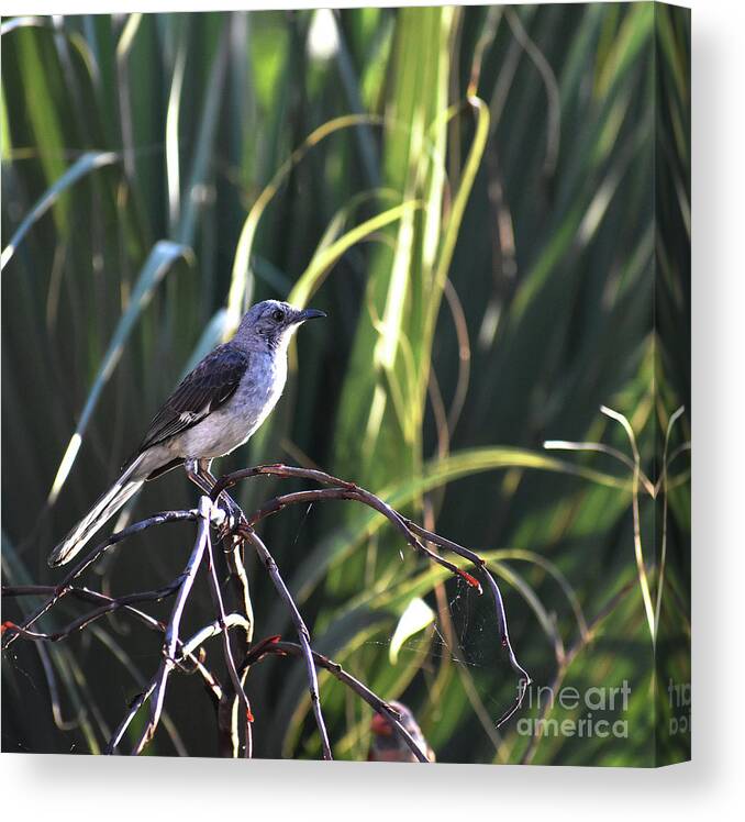 Scenic Canvas Print featuring the photograph Mocker Portrait by Skip Willits