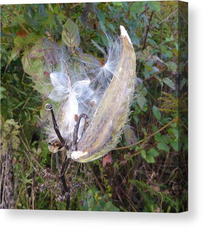Interesting Weeds Canvas Print featuring the photograph Moment in the life of a Milkweed by Joel Deutsch