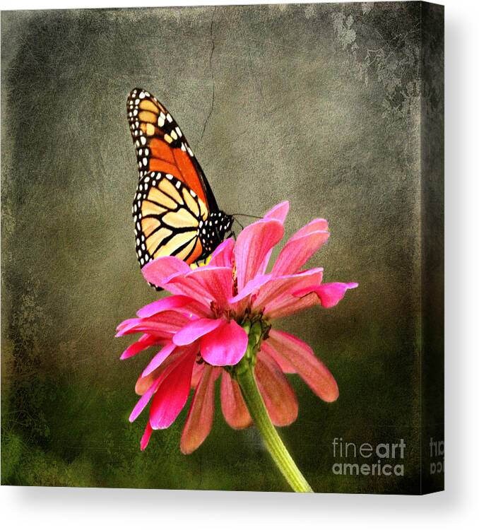 Butterfly Canvas Print featuring the photograph Monarch Butterfly and Pink Zinnia by Judy Palkimas