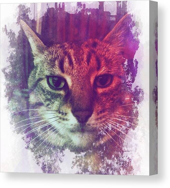 Special Canvas Print featuring the photograph Monty Painted #hipstamatic #monty #cat by Mo Barton