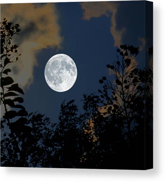 Branches Canvas Print featuring the photograph Moon Glo by Trish Mistric