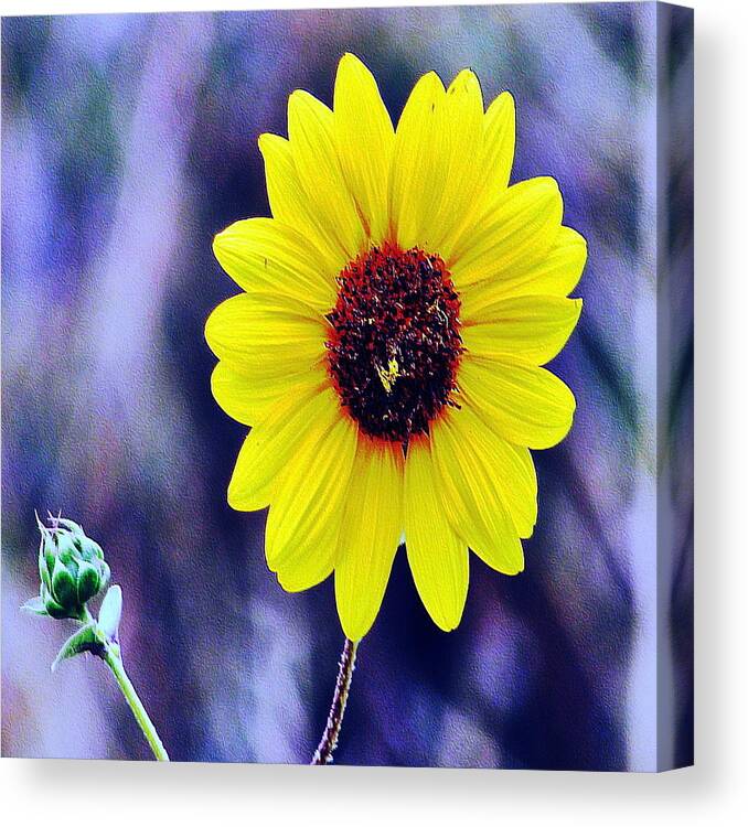 Sunflower Canvas Print featuring the photograph Morning by Marilyn Diaz