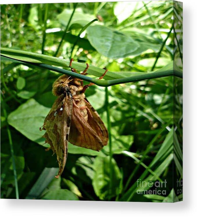 Moth Canvas Print featuring the photograph Moth at Rest by 'REA' Gallery