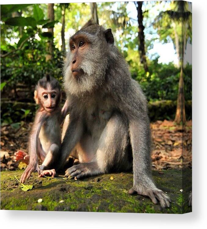 Cute Canvas Print featuring the photograph Mother And Child At The Sacred Monkey by Glen Thomson